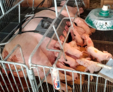 Tecnologia e bem-estar animal: startup paranaense avança na suinocultura com apoio do Anjo Inovador