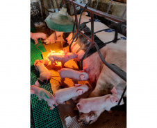 Tecnologia e bem-estar animal: startup paranaense avança na suinocultura com apoio do Anjo Inovador