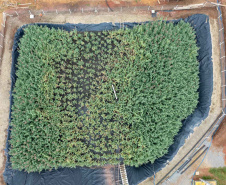 Sanepar usa plantas para criar estação de esgoto lixo zero em Curitiba