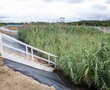 Sanepar usa plantas para criar estação de esgoto lixo zero em Curitiba