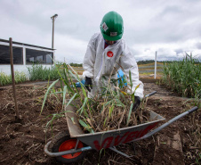 Sanepar usa plantas para criar estação de esgoto lixo zero em Curitiba