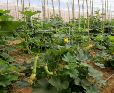 Produção de abobrinha se consolida no Paraná e movimenta mais de R$ 100 milhões