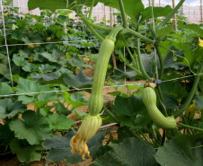 Produção de abobrinha se consolida no Paraná e movimenta mais de R$ 100 milhões