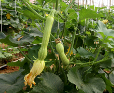 Produção de abobrinha se consolida no Paraná e movimenta mais de R$ 100 milhões