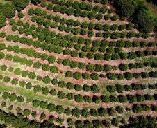Com quase 40% da merenda ligada à agricultura familiar, Paraná reforça aprendizagem