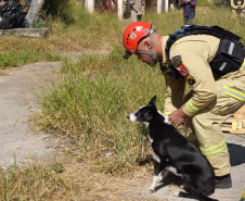 Treinamento reforça papel estratégico dos cães de busca dos bombeiros em resgates