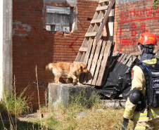Treinamento reforça papel estratégico dos cães de busca dos bombeiros em resgates
