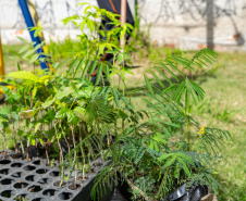 Estudantes plantam cinturão verde em São José dos Pinhais