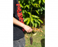 Estudantes plantam cinturão verde em São José dos Pinhais