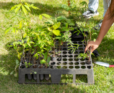 Estudantes plantam cinturão verde em São José dos Pinhais
