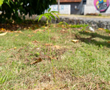 Estudantes plantam cinturão verde em São José dos Pinhais