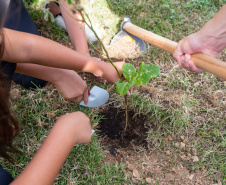 Estudantes plantam cinturão verde em São José dos Pinhais