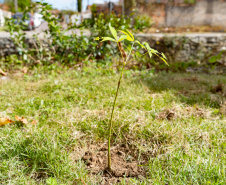 Estudantes plantam cinturão verde em São José dos Pinhais