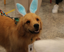 SESA - Hospital de Reabilitação inicia projeto de terapia com cães da Polícia Militar