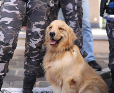 PMPR forma novos policiais especializados no uso de cães e reforça atuação no combate ao crime no Estado