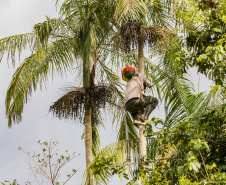 Fwd: Sugestão matéria | Açaí juçara vira oportunidade de renda para comunidades caiçaras