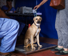 CastraPet vai beneficiar 5,4 mil cães e gatos em maio; agenda começa no feriado