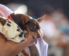 CastraPet vai beneficiar 5,4 mil cães e gatos em maio; agenda começa no feriado