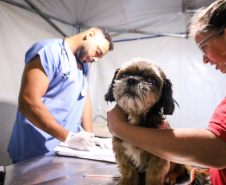 CastraPet vai beneficiar 5,4 mil cães e gatos em maio; agenda começa no feriado