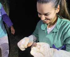 Adapar realiza treinamento para controle de zoonoses em animais de produção
