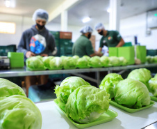 Com quase 40% da merenda ligada à agricultura familiar, Paraná reforça aprendizagem