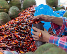 Fim da espera: temporada do pinhão começa nesta quarta-feira em todo o Paraná