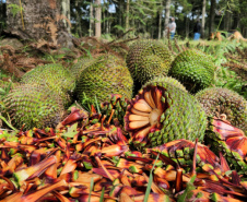 Fim da espera: temporada do pinhão começa nesta quarta-feira em todo o Paraná