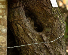 Sanepar resgata mais de 70 colmeias de abelhas nativas no Reservatório Miringuava