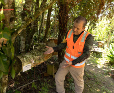 Sanepar resgata mais de 70 colmeias de abelhas nativas no Reservatório Miringuava