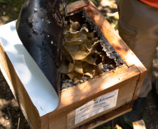 Sanepar resgata mais de 70 colmeias de abelhas nativas no Reservatório Miringuava