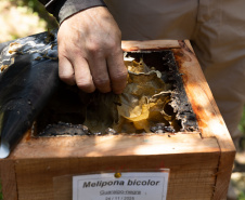 Sanepar resgata mais de 70 colmeias de abelhas nativas no Reservatório Miringuava