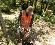 Sanepar resgata mais de 70 colmeias de abelhas nativas no Reservatório Miringuava