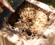 Sanepar resgata mais de 70 colmeias de abelhas nativas no Reservatório Miringuava