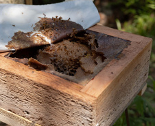 Sanepar resgata mais de 70 colmeias de abelhas nativas no Reservatório Miringuava