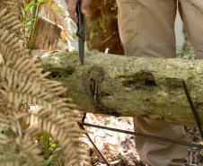 Sanepar resgata mais de 70 colmeias de abelhas nativas no Reservatório Miringuava