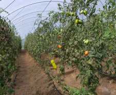 Tecpar apoia Paraná na liderança nacional de produtores rurais com certificação de orgânicos