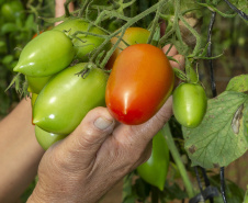 Tecpar apoia Paraná na liderança nacional de produtores rurais com certificação de orgânicos