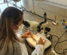 SESA - Paraná conta com auxílio de monitoramento estratégico no combate às arboviroses