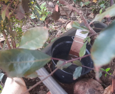 SESA - Paraná conta com auxílio de monitoramento estratégico no combate às arboviroses