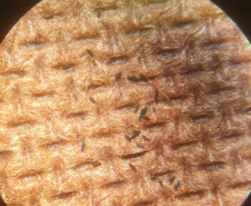 SESA - Paraná conta com auxílio de monitoramento estratégico no combate às arboviroses