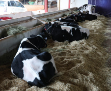 EXPOMARINGÁ