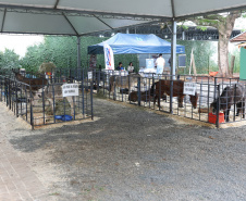 EXPOMARINGÁ