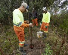 Sanepar já plantou 250 mil árvores nativas no entorno do Reservatório Miringuava
