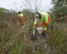 Sanepar já plantou 250 mil árvores nativas no entorno do Reservatório Miringuava