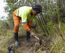 Sanepar já plantou 250 mil árvores nativas no entorno do Reservatório Miringuava