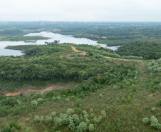Sanepar já plantou 250 mil árvores nativas no entorno do Reservatório Miringuava