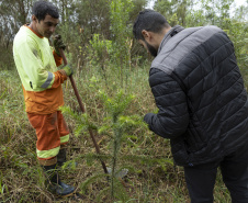 Sanepar já plantou 250 mil árvores nativas no entorno do Reservatório Miringuava