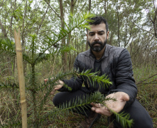 Sanepar já plantou 250 mil árvores nativas no entorno do Reservatório Miringuava