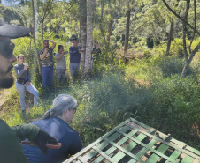 IAT - Soltura anta