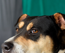 Atendimentos do Vet-Móvel Paraná começam na segunda-feira (1º); veja como se inscrever